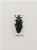 藏品(鞘翅目(外國))的圖片